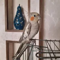 یک جفت طوطی عروس مولد|پرنده|قزوین, |دیوار