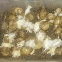 حلزون آرایشی و پرورشی