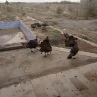 بوقلمون نر و ماده و جوجه بوقلمون با مادر