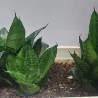 گل سانسوریا