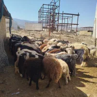 میش بز بره شیشک بزغاله تی بز