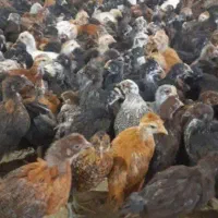 جوجه مرغ انواع رنگ بهترین نژاد (۴۰) روزه