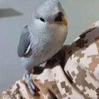 طوطی کوتوله رام بازی گوش|پرنده|سقز, |دیوار