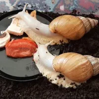 فروش حلزون آچاتینا آلبینو مولد و جوجه