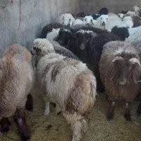 بز و بره چاق|حیوانات مزرعه|مرودشت, رامجرد یک|دیوار