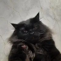 پرشین ۶ ماهه