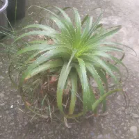 گل زیبا