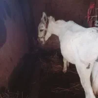 ...|حیوانات مزرعه|کوثر, |دیوار