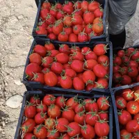 فروش گوجه به صورت عمده گرجه ساکاتا و برنتا