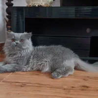 پرشین اصل سوپر فلت دم روباهی برای جفتگیری