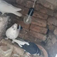 سوسکی و ساده|پرنده|زاوه, |دیوار