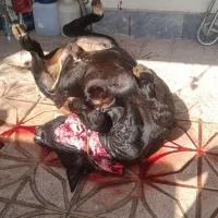 ذبح/سلاخی /قصابی