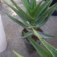 فروش خانگی گل طبیعی|گل و گیاه طبیعی|سربیشه, |دیوار