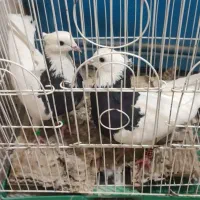 جفت طوقی عتیقه کلاهی