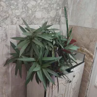 گل طبیعی|گل و گیاه طبیعی|مشهد, شهید شهریاری|دیوار