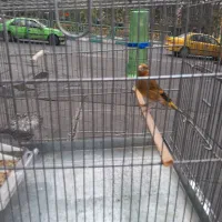 سهره قناری رنگ سرخ|پرنده|تهران, فلسطین (میدان انقلاب)|دیوار