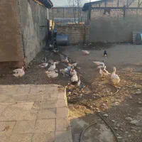 تعداد سی عدد قاز و قو قاز محلی