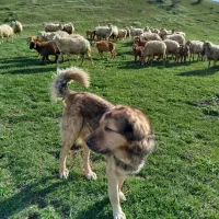 سک سرابی 5ساله بوعوش