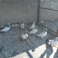 کبوتران کله دم همه ساعتی ۹ عدد|پرنده|کرمانشاه, |دیوار