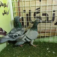 انواع کفتر، لوازم دونه