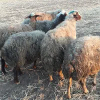 گوسفند|حیوانات مزرعه|سنندج, |دیوار