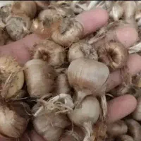 فروش پیاز زعفران