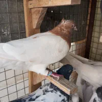 6 تا کفتر دس اولی|پرنده|شیراز, کوزه گری|دیوار