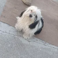 سگ شیتزو|سگ|بیستون, |دیوار