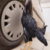 جوجه لاری اصل از ۶ روزه تا ۷۰ روزه از ۲۵۰ ت