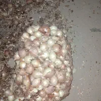 پیاز تمیز ۱۰ تمن