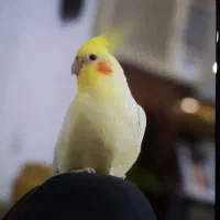 عروس هلندی|پرنده|نوشهر, |دیوار