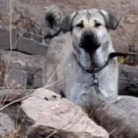 واگذاری خوشتیپ ۱۶ ماهه سگ ماده پژدر عراقی قد ۷۸|سگ|اردبیل, |دیوار