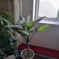 گل های خانگی