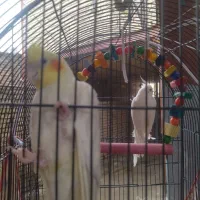 عروس هلندی همراه با قفس کلبه ای