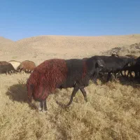 قوچ