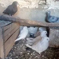 کفتر.... عروس هلندی سخنگو