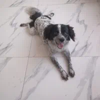 پانسیون سگ|خدمات پیشه و مهارت|چهارباغ, |دیوار