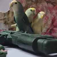طوطی برزیلی بالغ سخنگو