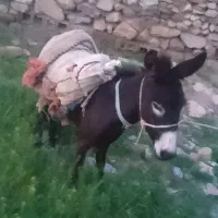 خر جوان