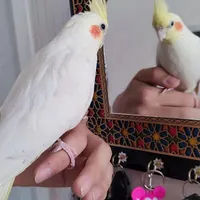 یک عدد عروس هلندی ماده گمشده تخم داره