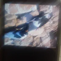 کبوتر‌شماره‌تماس‌گذاشتم‌زنگ‌بزنید‌ پیام‌جواب‌نمید|پرنده|بجنورد, |دیوار