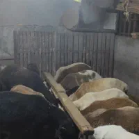 گوسفند بره نر وماده پروارشده