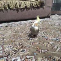 جوجه عروس
