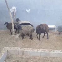 ۹ راس میش و بره و بره قوچ|حیوانات مزرعه|داراب, |دیوار