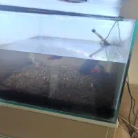 اکواریوم کوچک