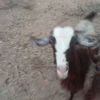 بز آبستن|حیوانات مزرعه|نجفآباد, حومه نجف آباد|دیوار