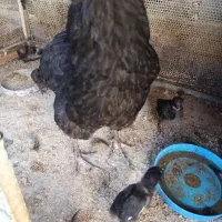 مرغ و جوجه