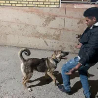 سگ پژدر عراقی