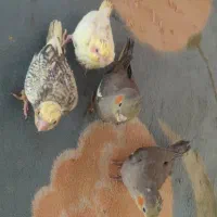 جوجه سی روزه