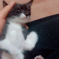 واگذاری رایگان|گربه|قم, پردیسان|دیوار